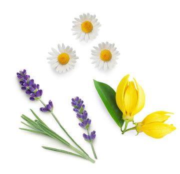 doTERRA serenity zmes esenciálnych olejov čo obsahuje
