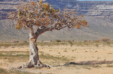 Myrha