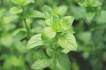 Oregano