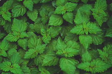 Pačuli - patchouli
