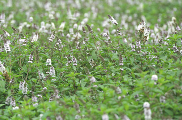 Mäta klasnatá (Spearmint)