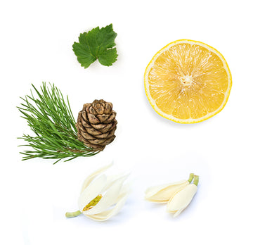 doTERRA Shinrin-Yoku-Yoku zmes esenciálnych olejov 15 ml čo obsahuje