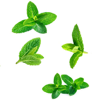 doTERRA supermint 15 ml zmes esenciálnych olejov čo obsahuje