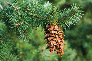 doTERRA Douglaska (Douglas Fir)