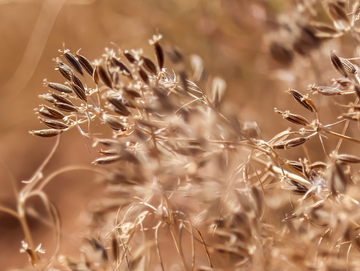 Rasca (Caraway)