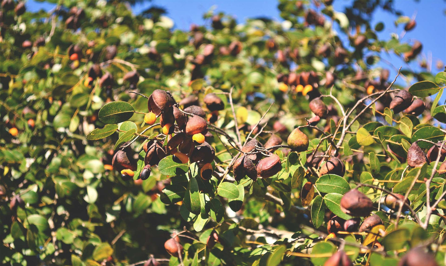 Doterra Copaiba olaj touch 10 ml copaiba fa