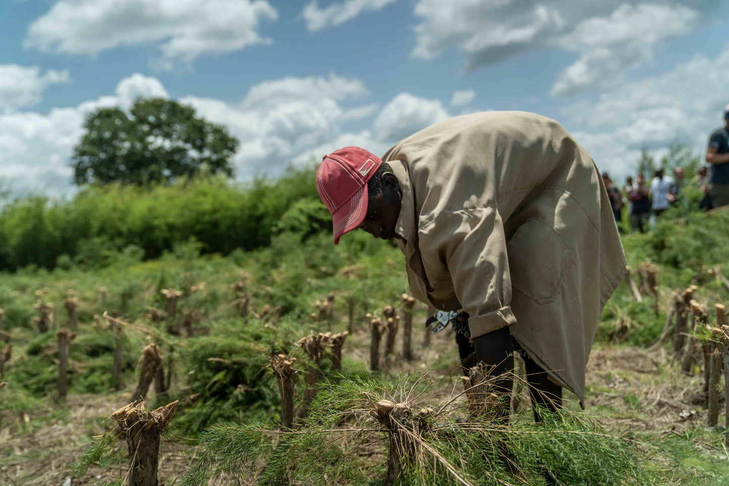 3X Impact Tea Tree, Kenya 4