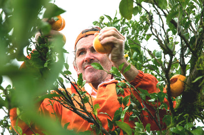 Divoký pomaranč - wildorad