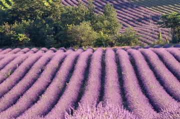 Levanduľa pole - Lavender field