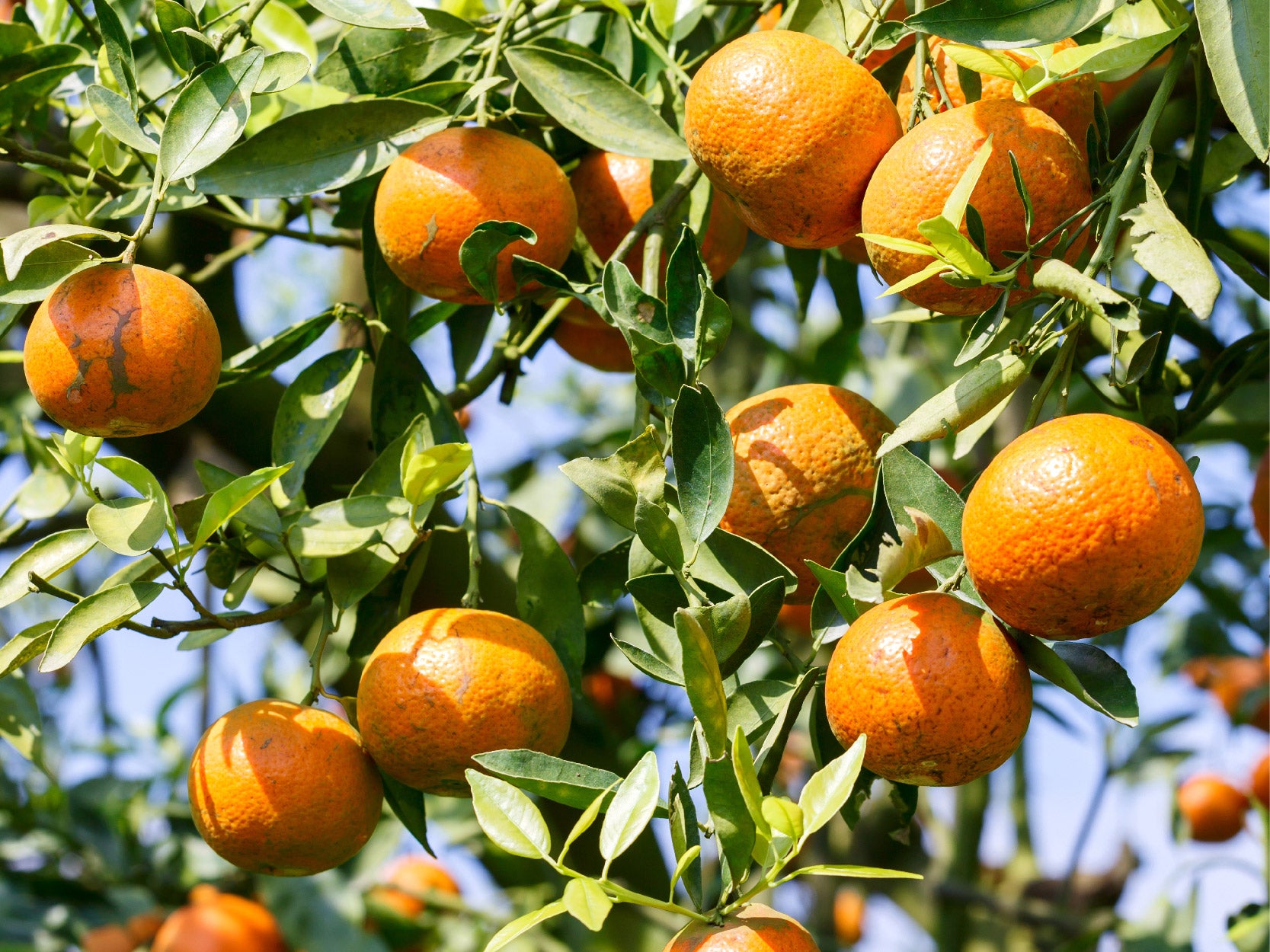 doTERRA Wild Orange (Divoký pomaranč) esenciálny olej 15 ml