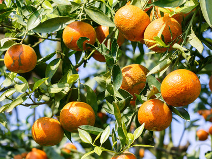 doTERRA Wild Orange (Divoký pomaranč) esenciálny olej 15 ml