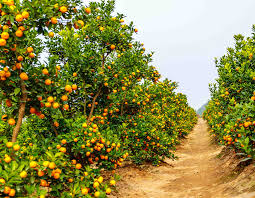 doTERRA Wild Orange (Divoký pomaranč) esenciálny olej 15 ml