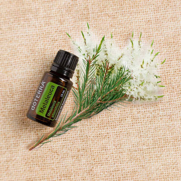 doTERRA Čajovník (Tea Tree) esenciálny olej 15 ml