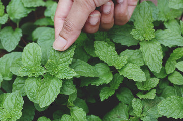 doTERRA Mäta pieporná perličky (Peppermint oil beadlet)