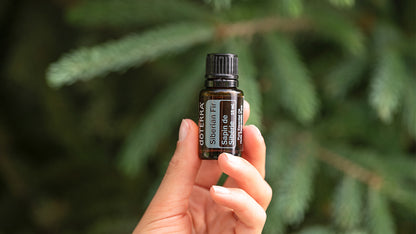 Sibírska jedľa - Siberian Fir