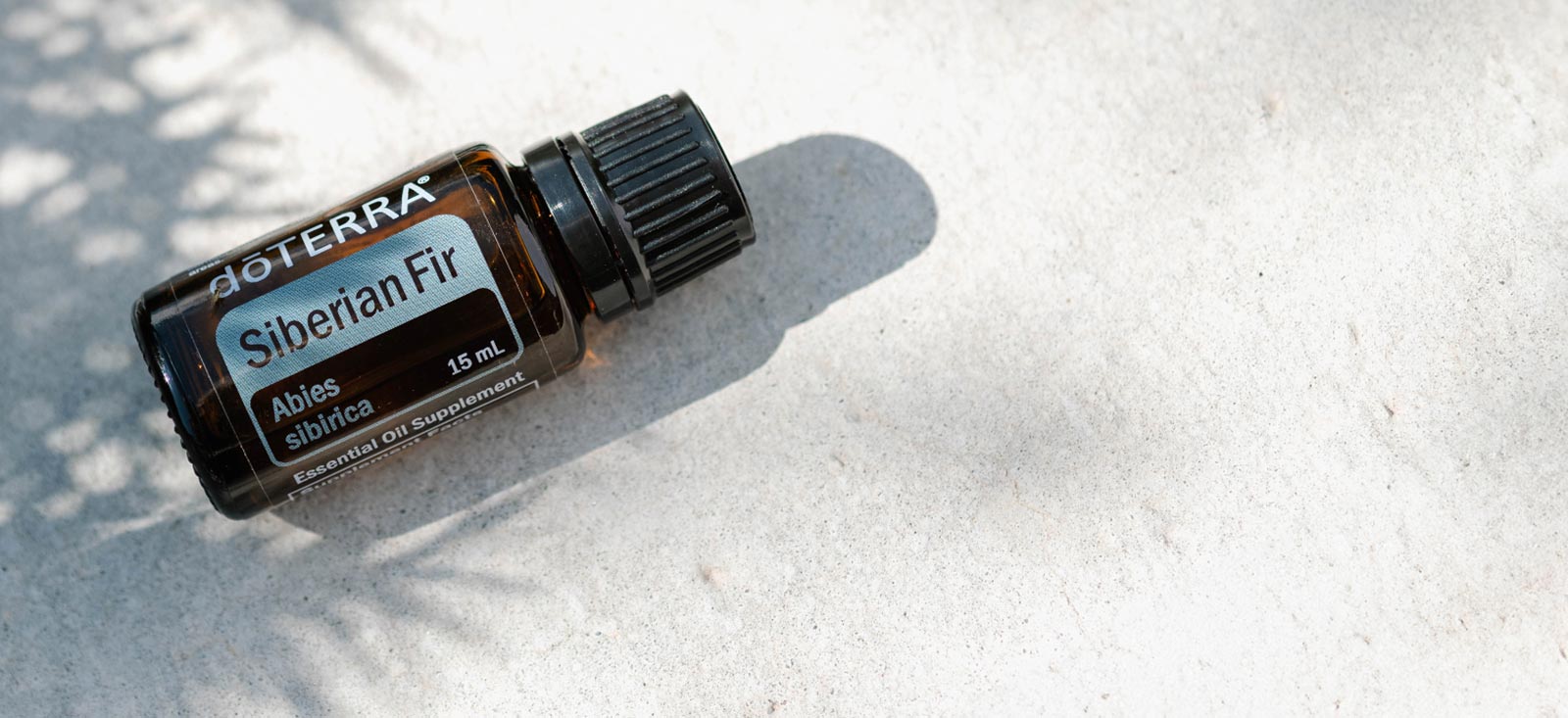 1600x733 siberian fiSibírska jedľa - siberian firr hlavička