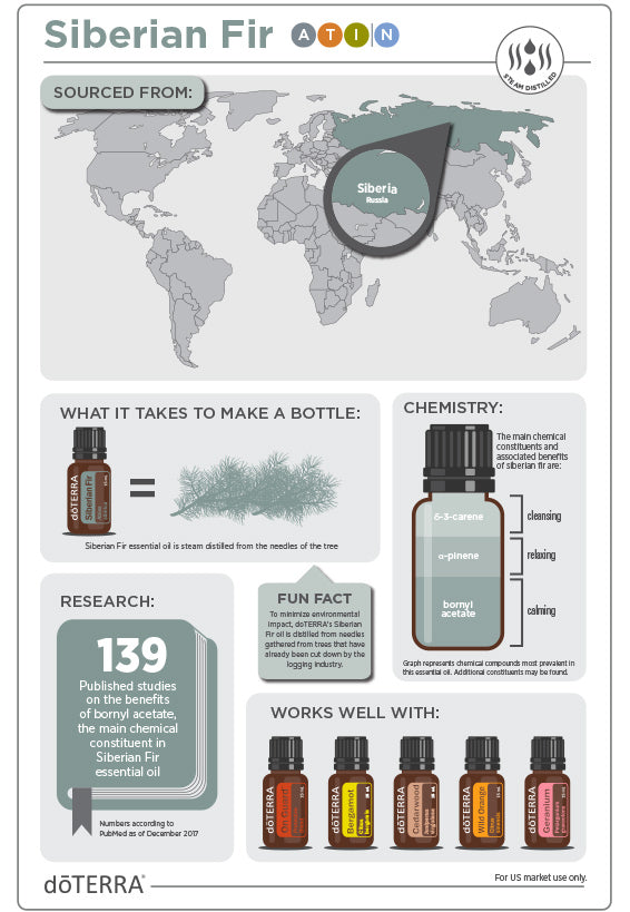 Sibírska jedľa - Siberian Fir získavanie