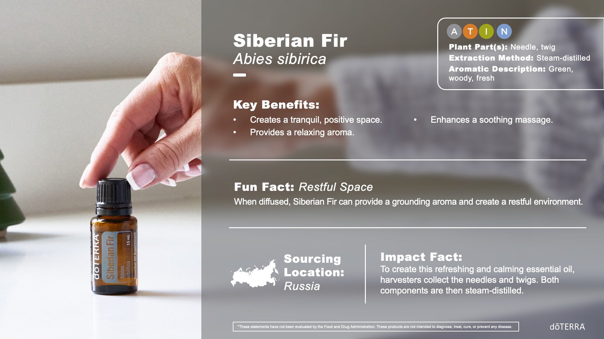 Sibírska jedľa (Siberian Fir) – výhody a použitie