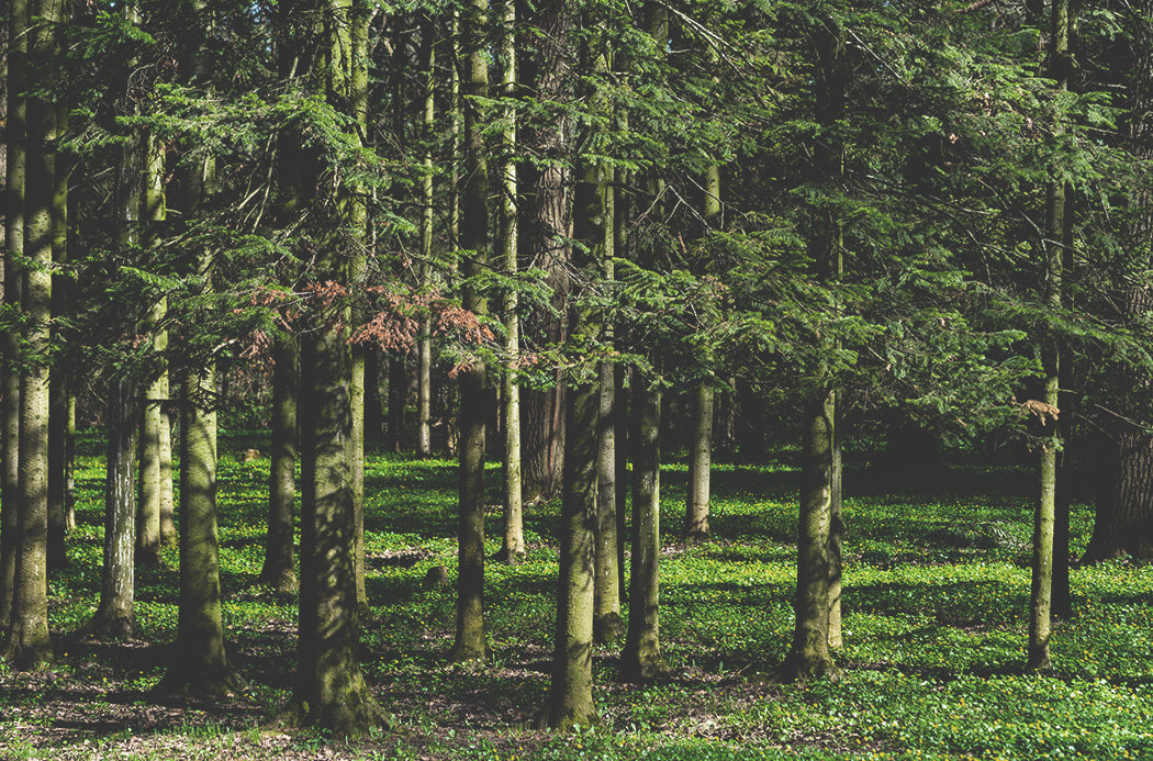 Sibírska jedľa - Siberian Fir