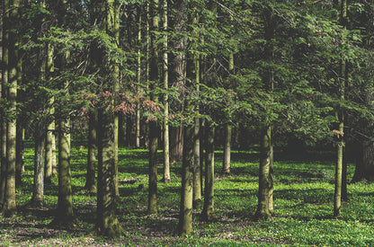 Sibírska jedľa - Siberian Fir