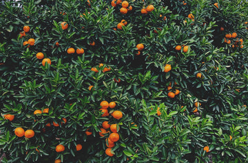 Mandarínka - tangerine