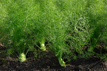 Fennel sourcing 1050x693 eu