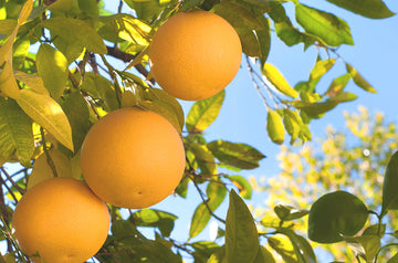Grapefruit ovocie