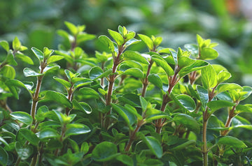 Majorán - Marjoram
