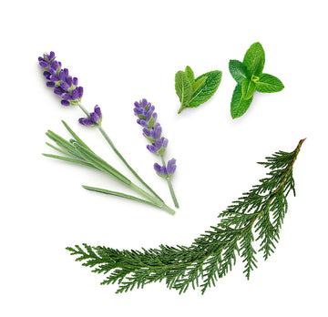 doTERRA aromatouch zmes esenciálnych olejov čo obsahuje