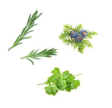 doTERRA zendocrine zmes esenciálnych olejov čo obsahuje