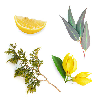 doTERRA TerraShield čo obsahuje