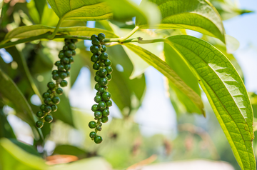 doTERRA Čierne korenie Black Pepper esenciálny olej
