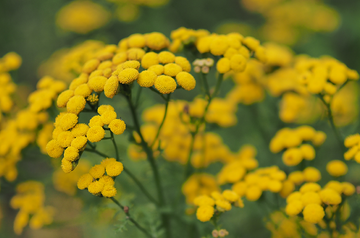 doTERRA Modrá tansy Blue Tansy
