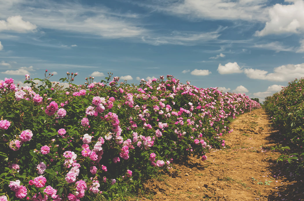 doTERRA Ruža pole rose field